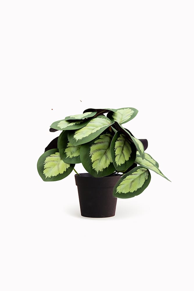 Calathea mini
