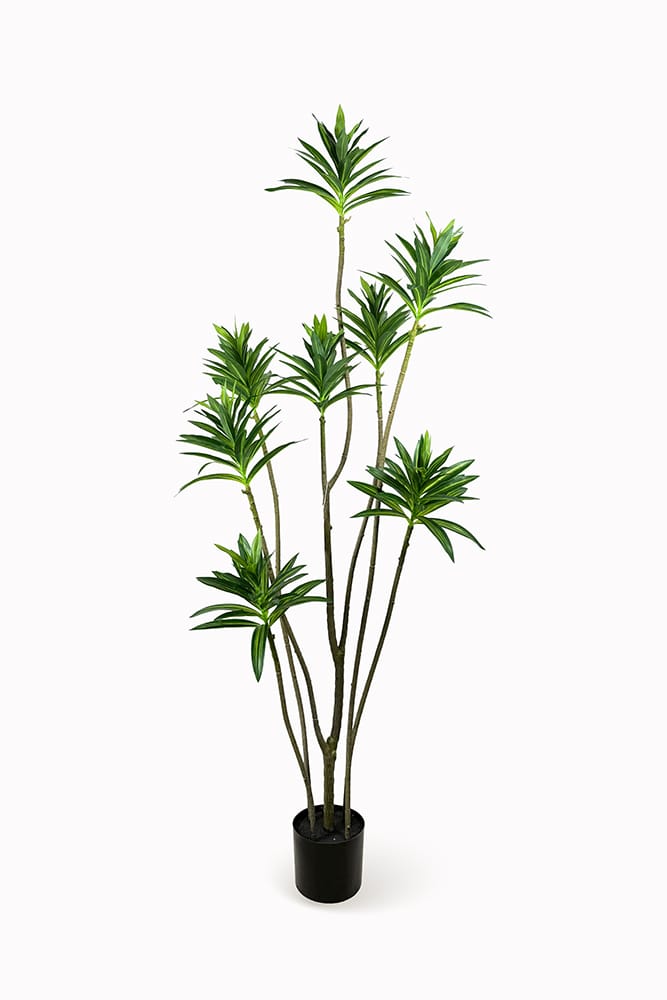Dracena Reflexa Oscuro
