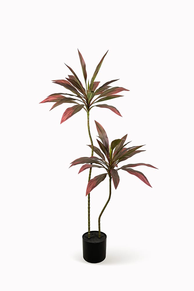 Red Dracaena