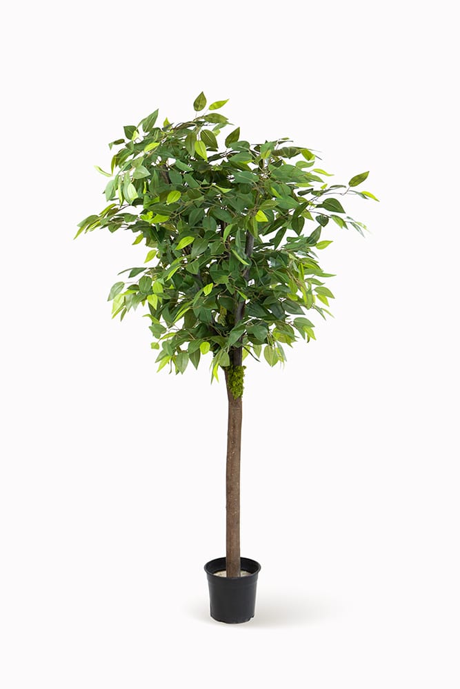 Ficus Silvestre