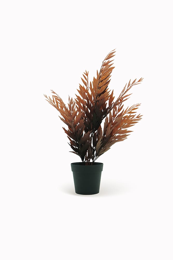 Fern Brown