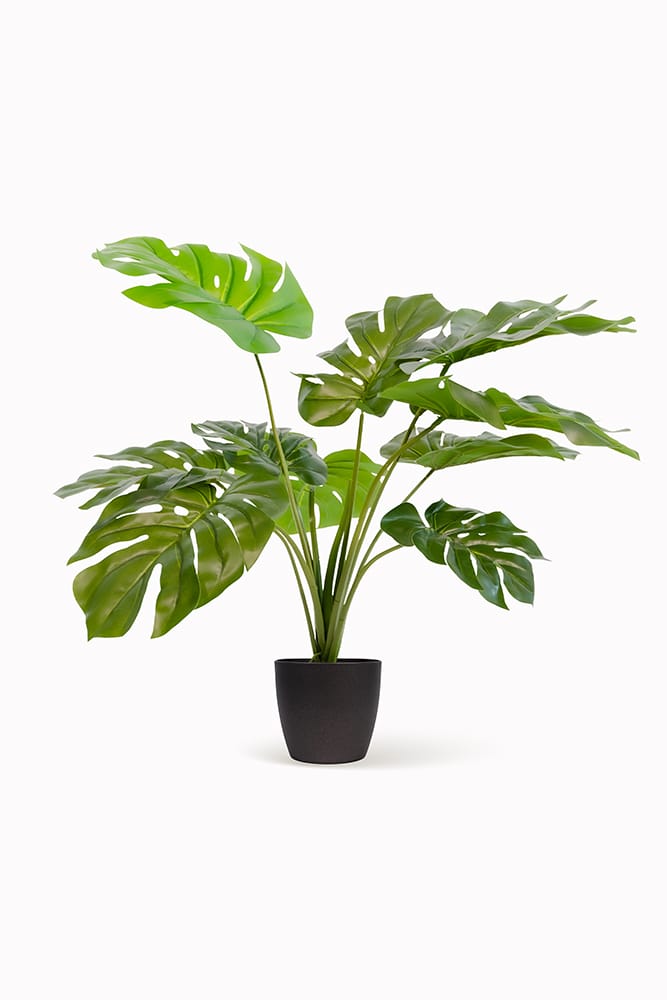 Monstera