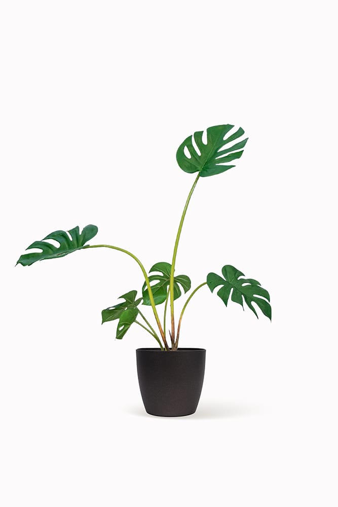 Monstera Philo S