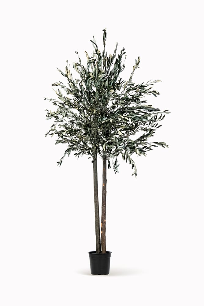 Preserved olive tree