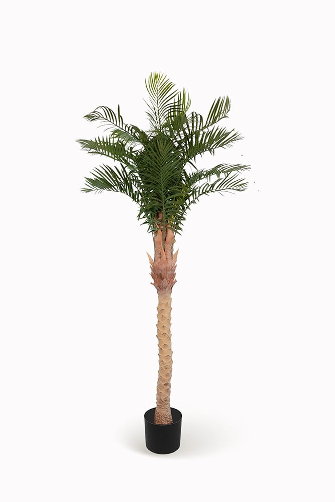 Palmera Phoenix