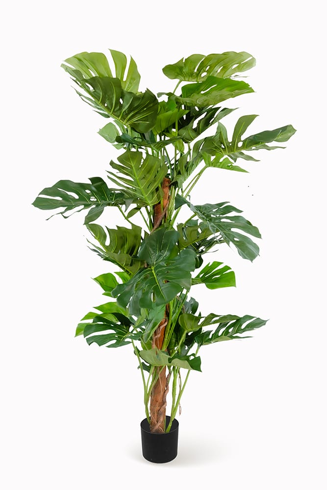 Monstera Tutor Exclusive