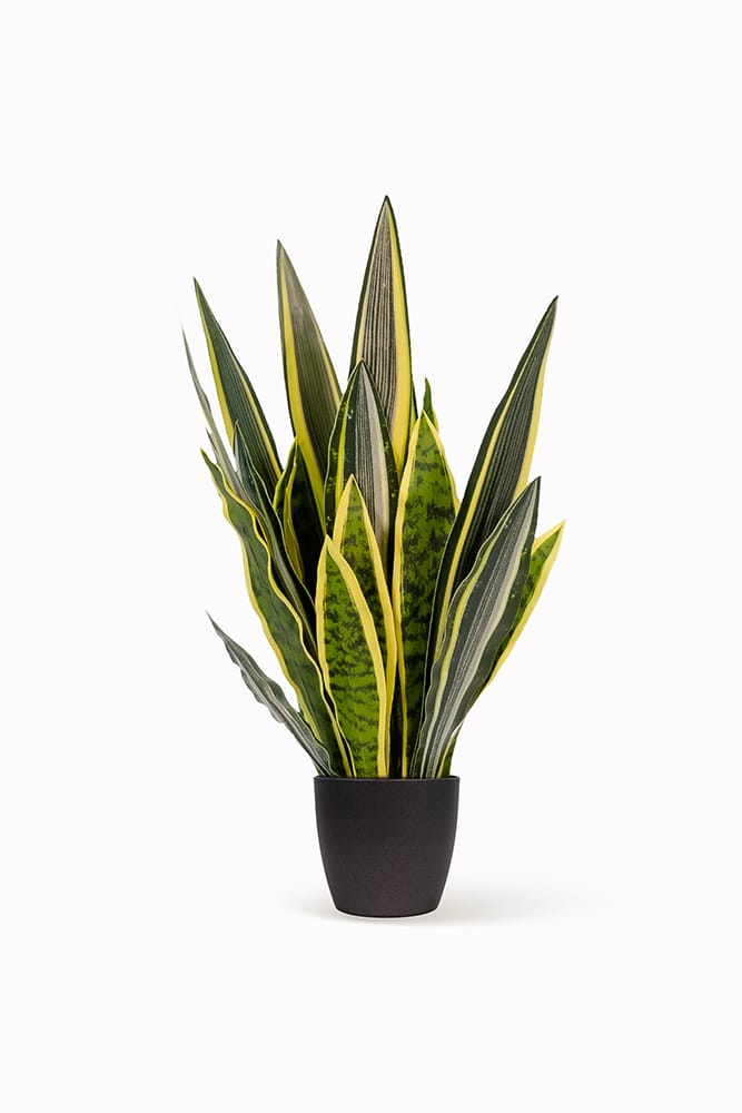 Sansevieria