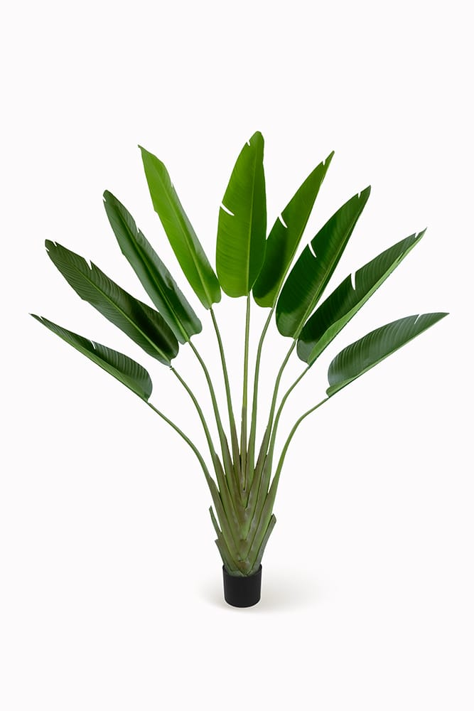 Strelitzia Tree