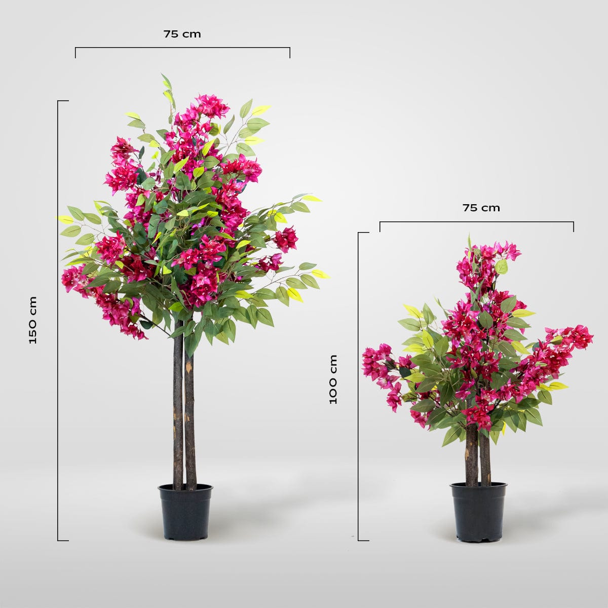 Ficus Bougainvillea
