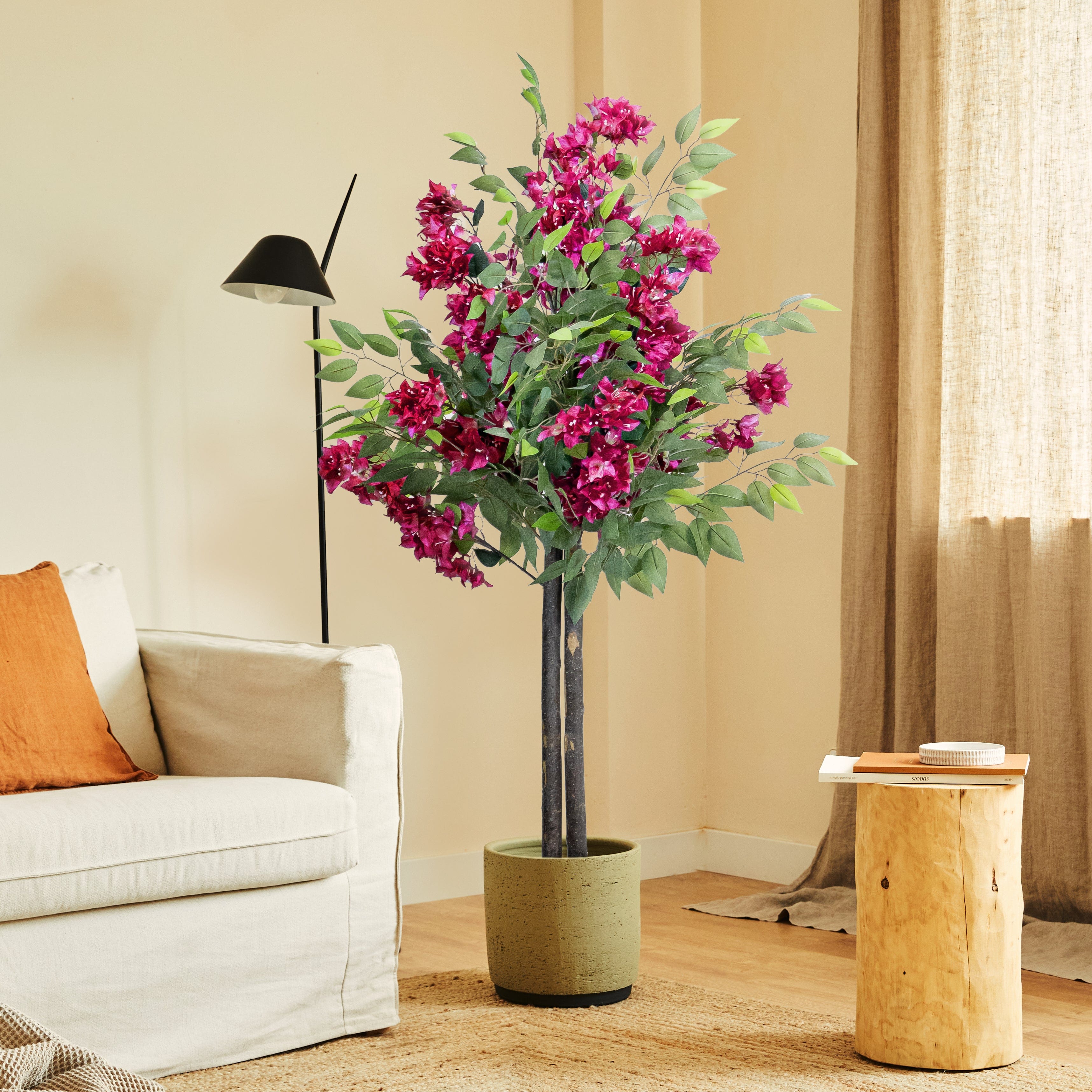 Ficus Bougainvillea