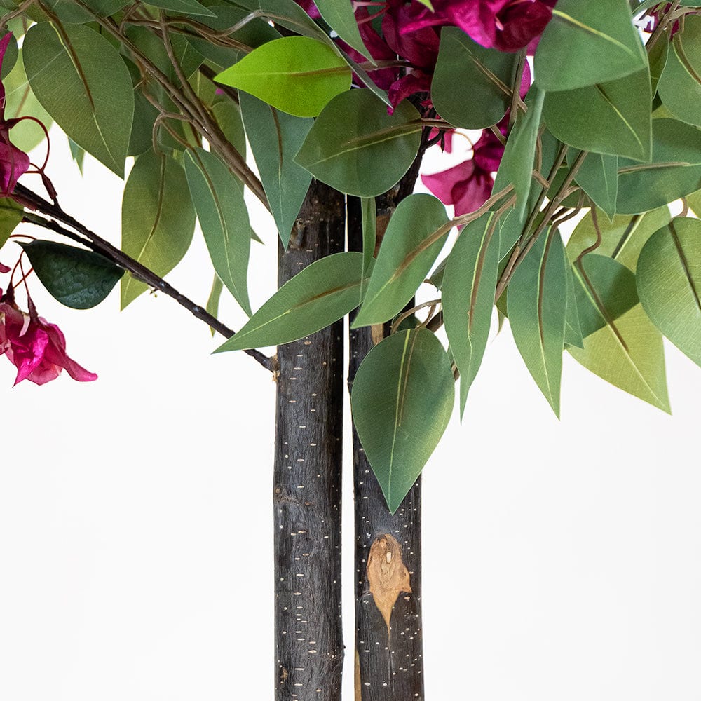 Ficus Bougainvillea