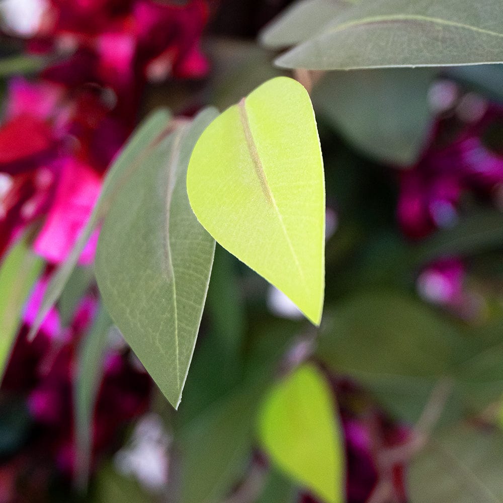 Ficus Bougainvillea
