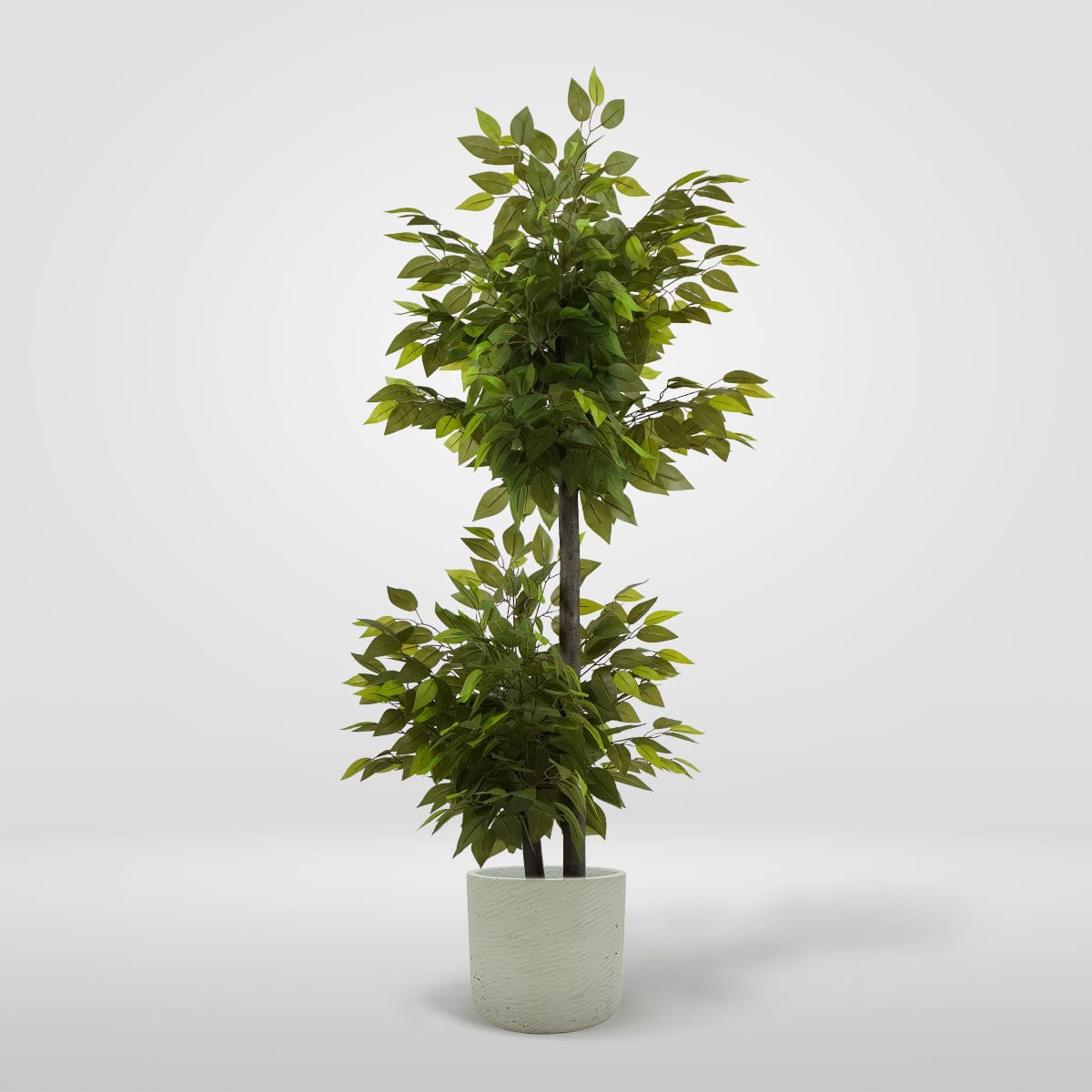 Ficus 2 Tassen