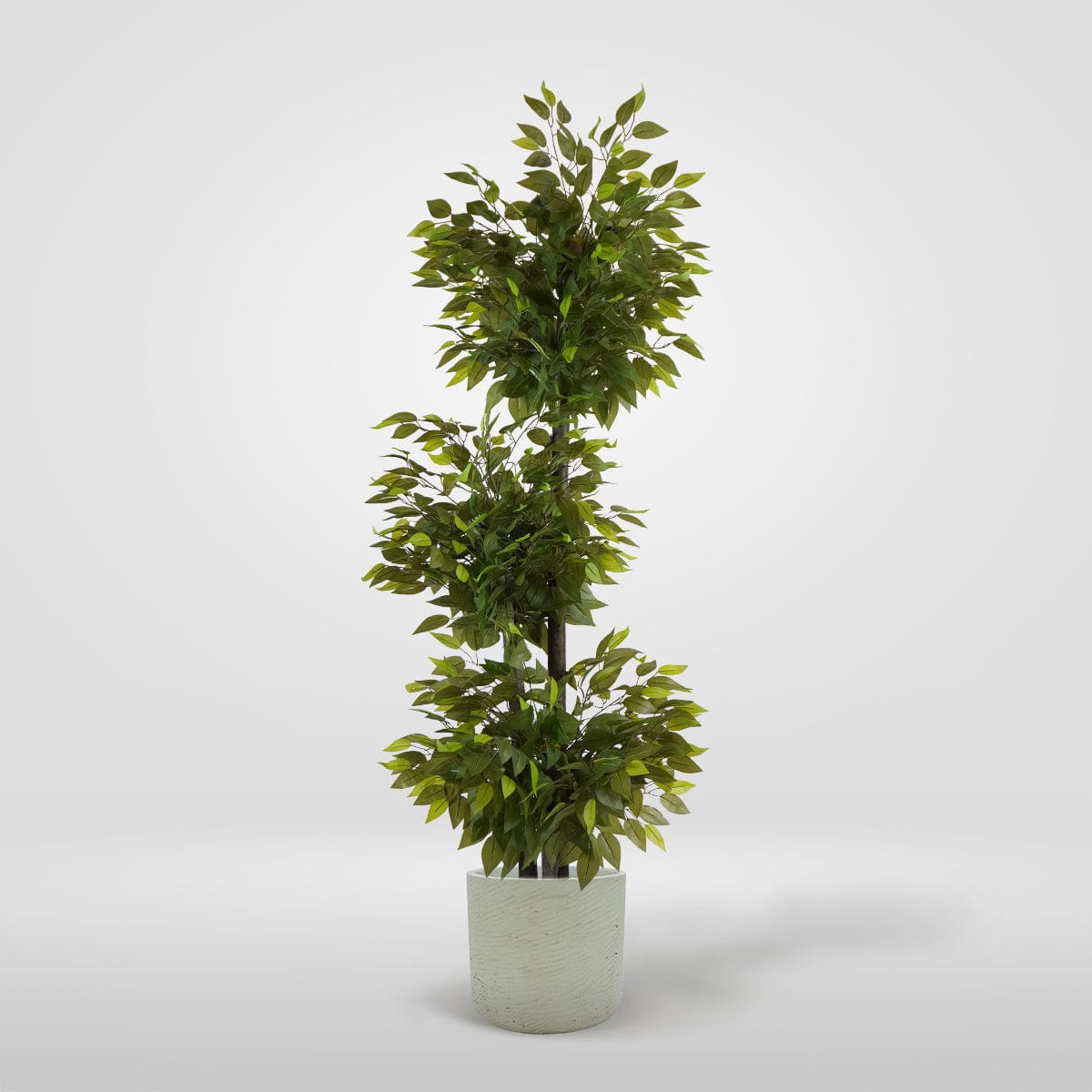 Ficus 3 Cups