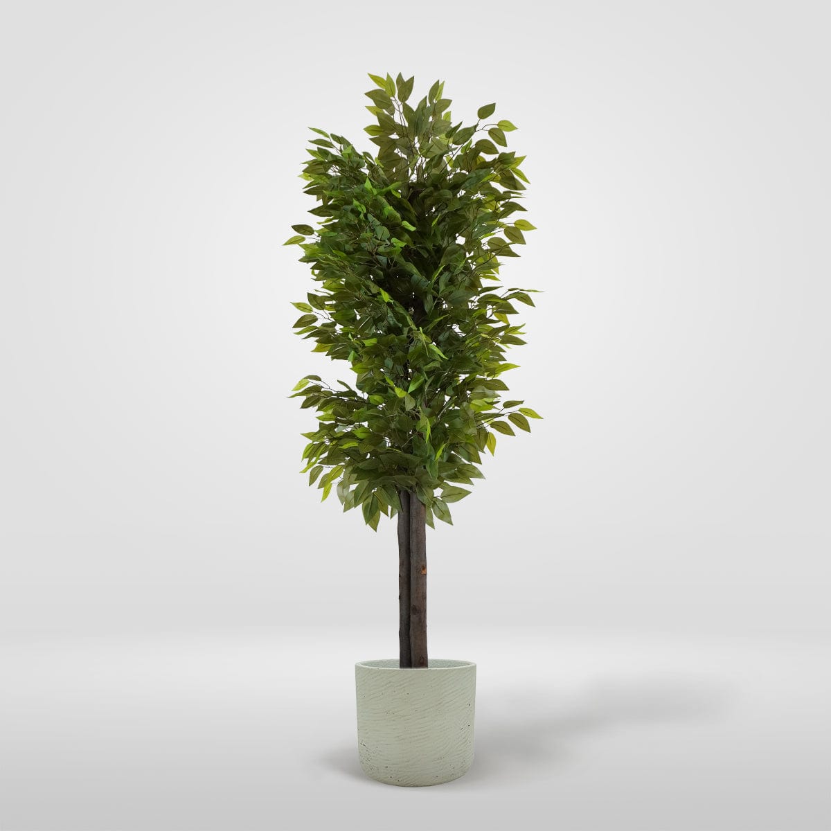 Wilder Ficus