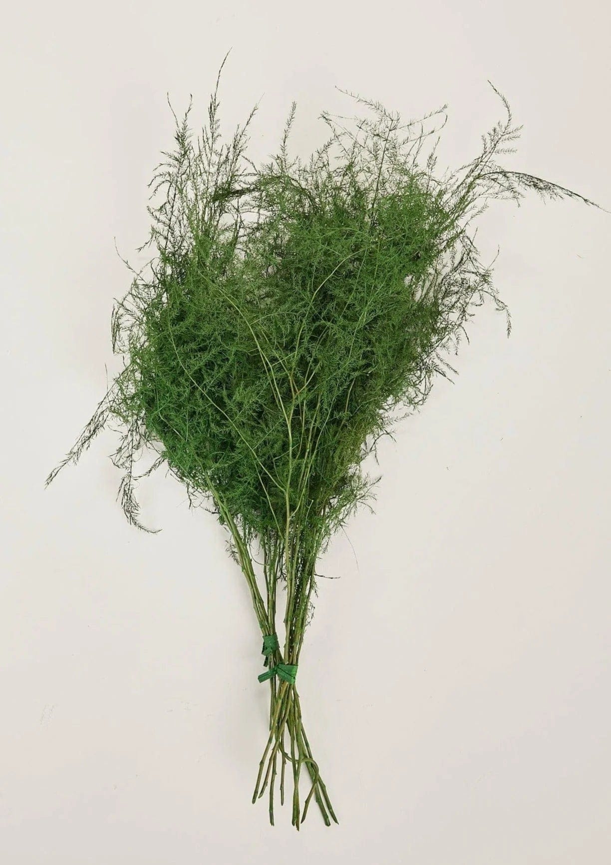 Felce Asparagus Plumosus Preservata