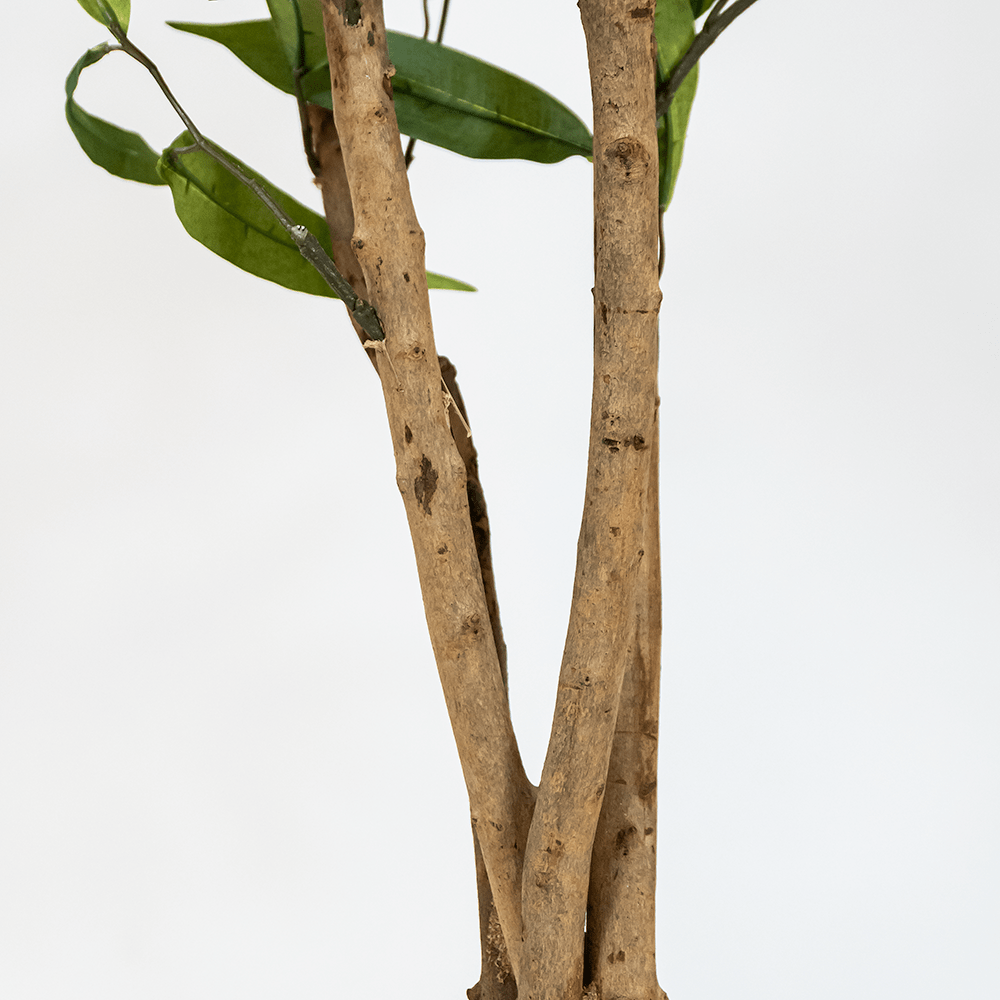 Tropischer Mangobaum XL