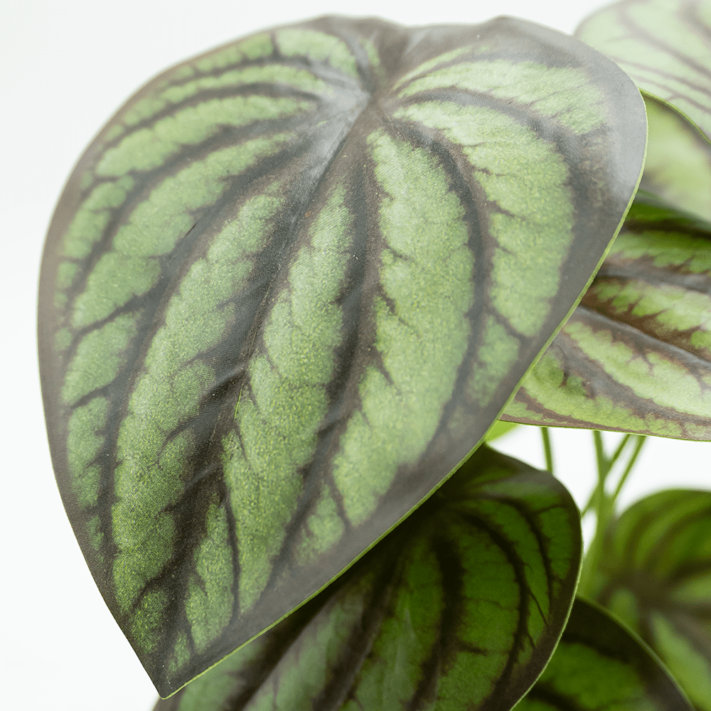 Begonia Variegata