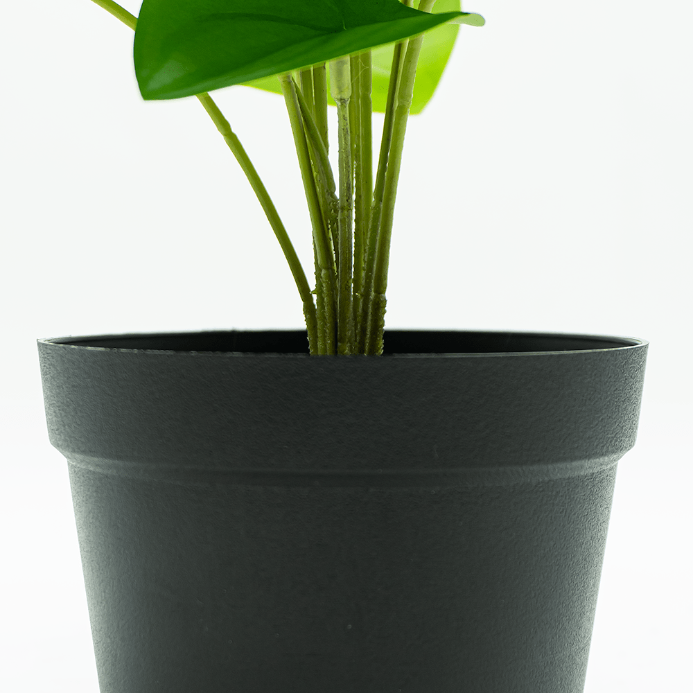 Green Begonia Mini