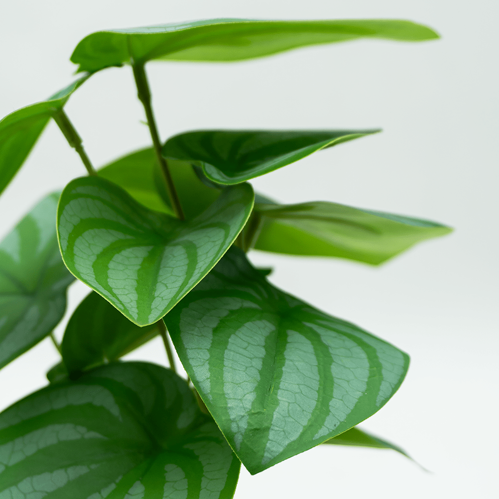 Begonia Verde Mini