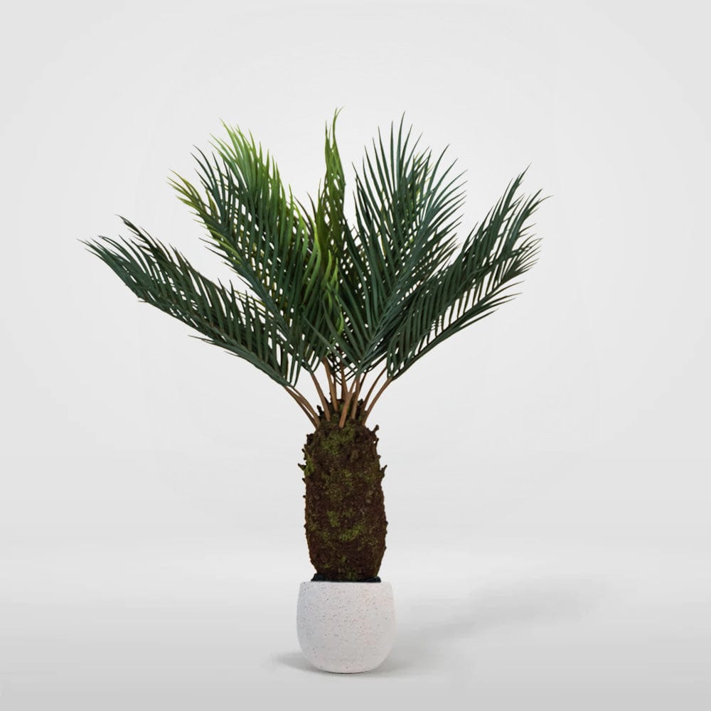 Palm tree Brazil