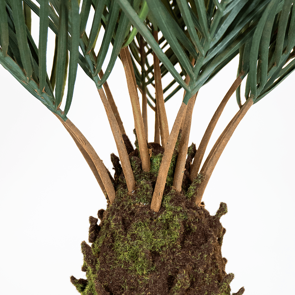 Palm tree Brazil