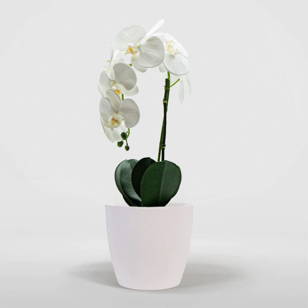 Orchidea Single