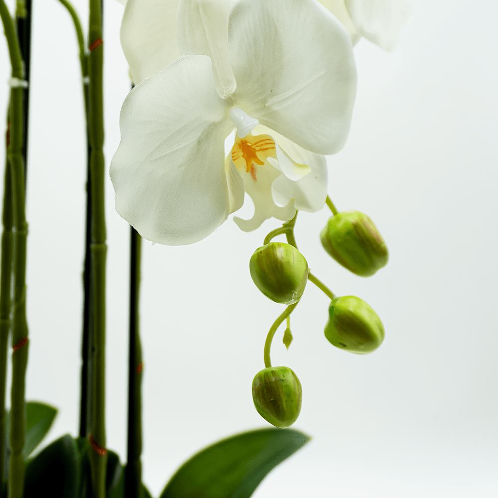 Orchidée Single