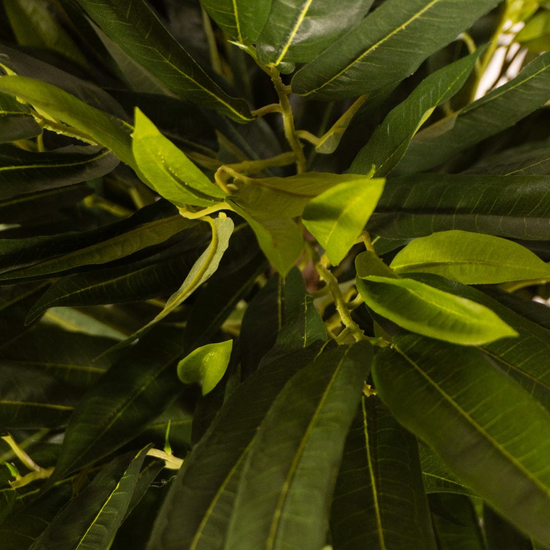 Mangue verte tropicale