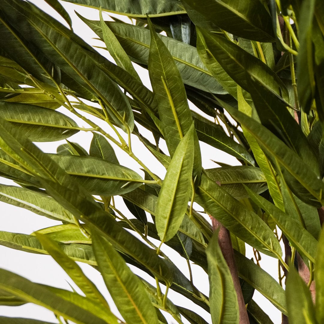 Mangue verte tropicale