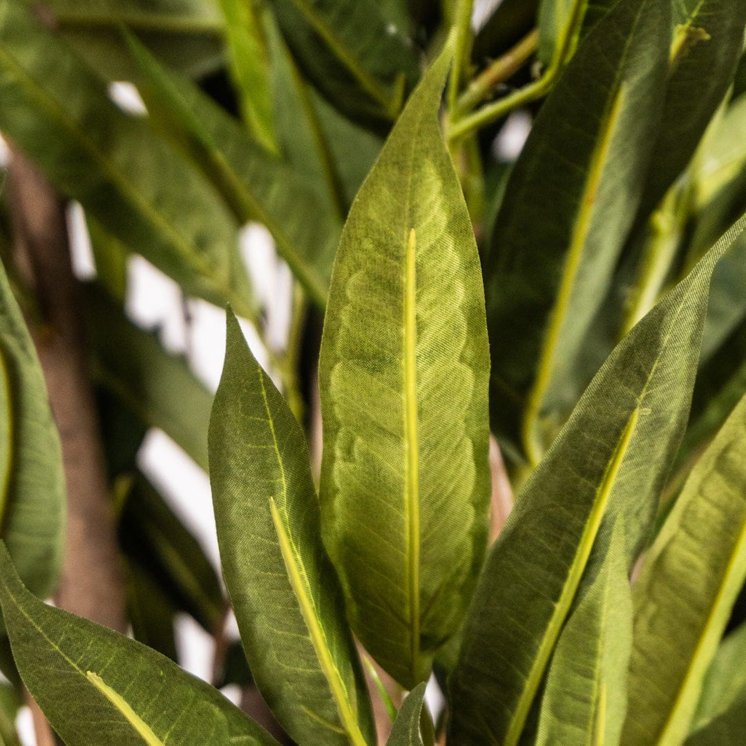 Mangue verte tropicale