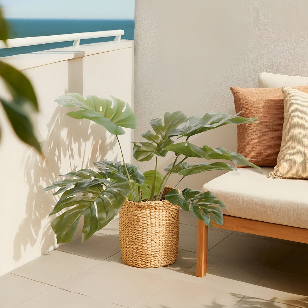 Monstera