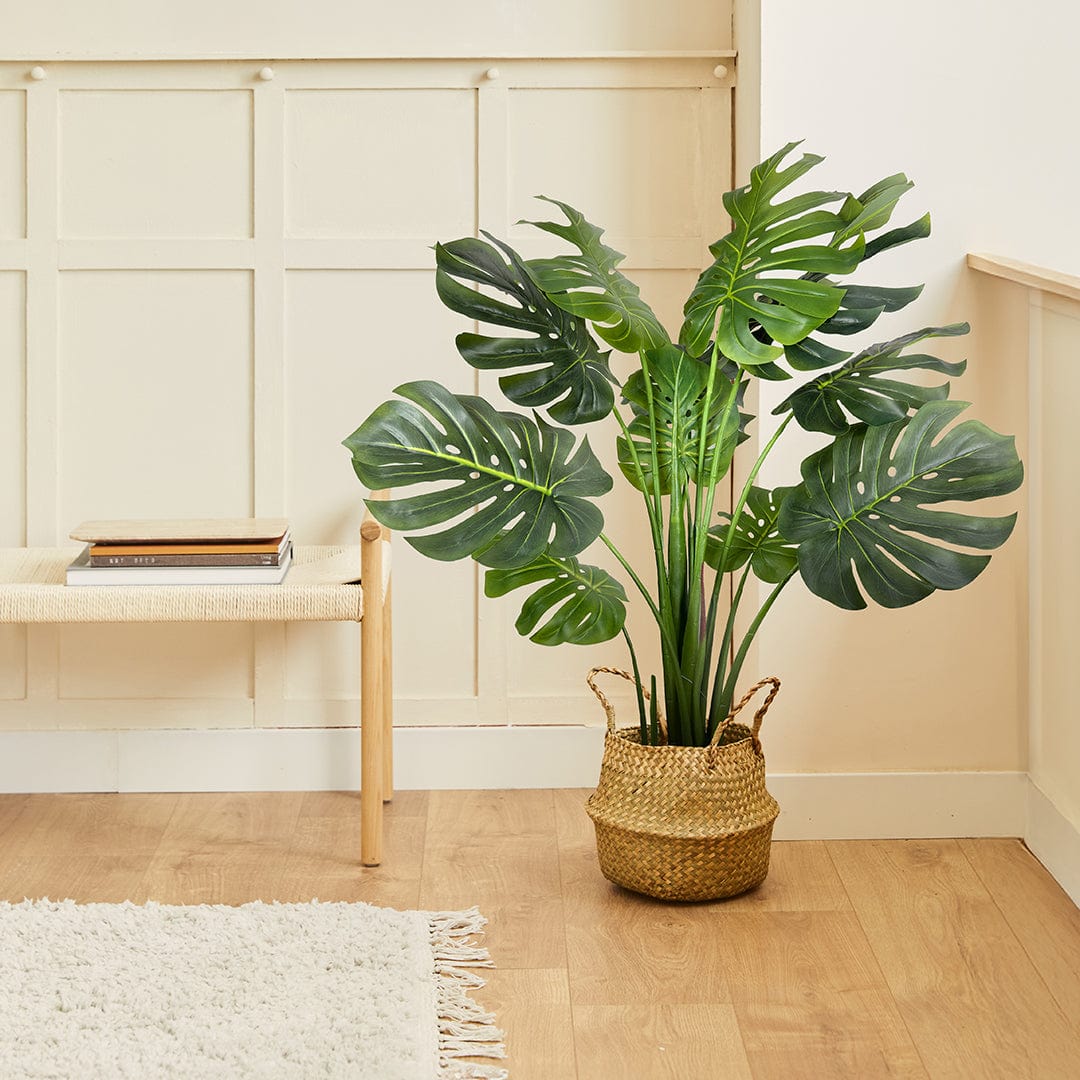 Monstera Esclusiva