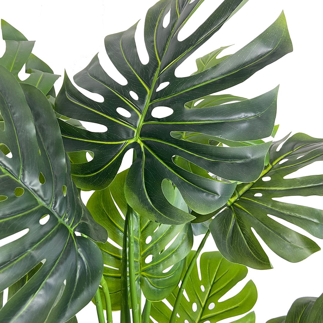 Monstera Esclusiva