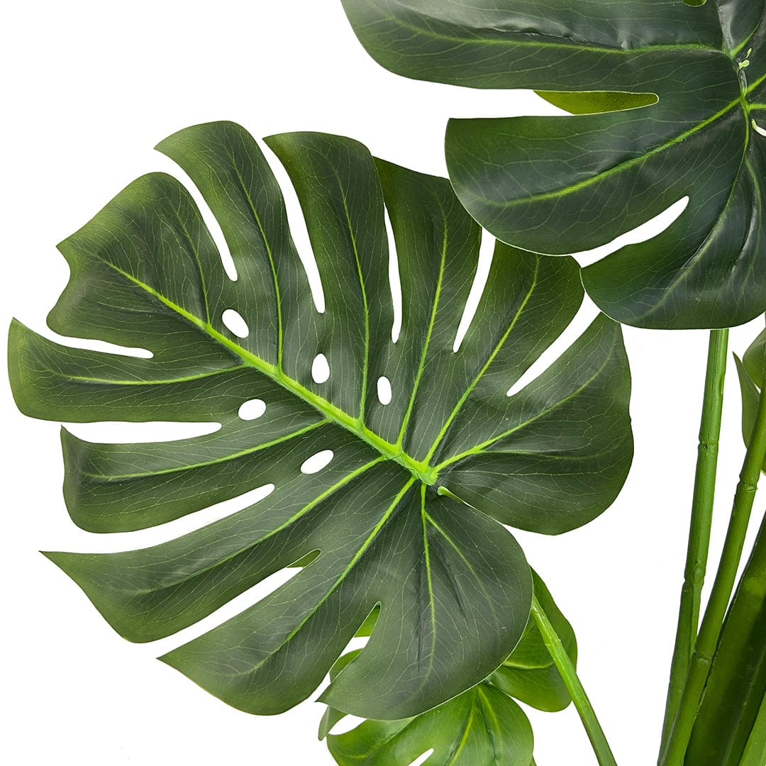 Monstera Esclusiva