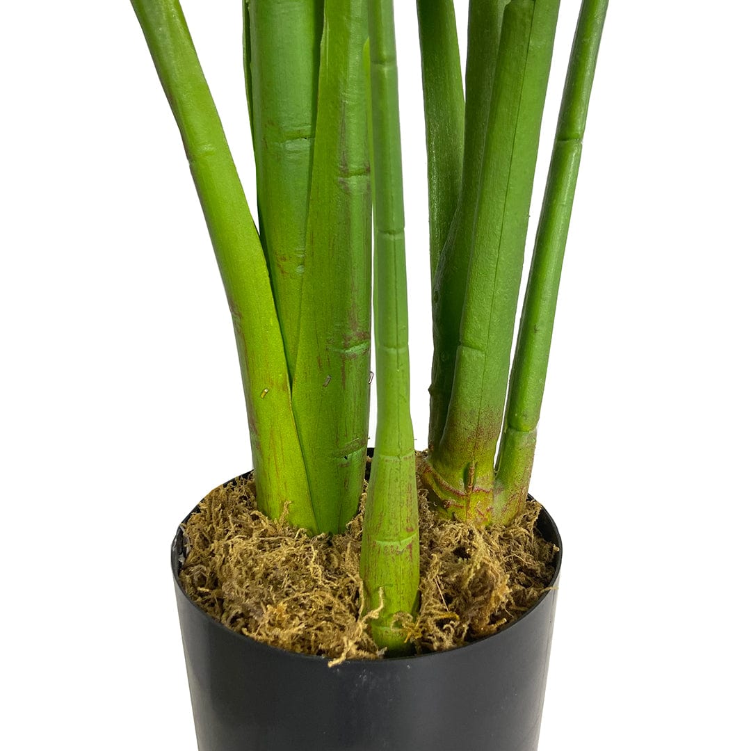 Monstera Esclusiva