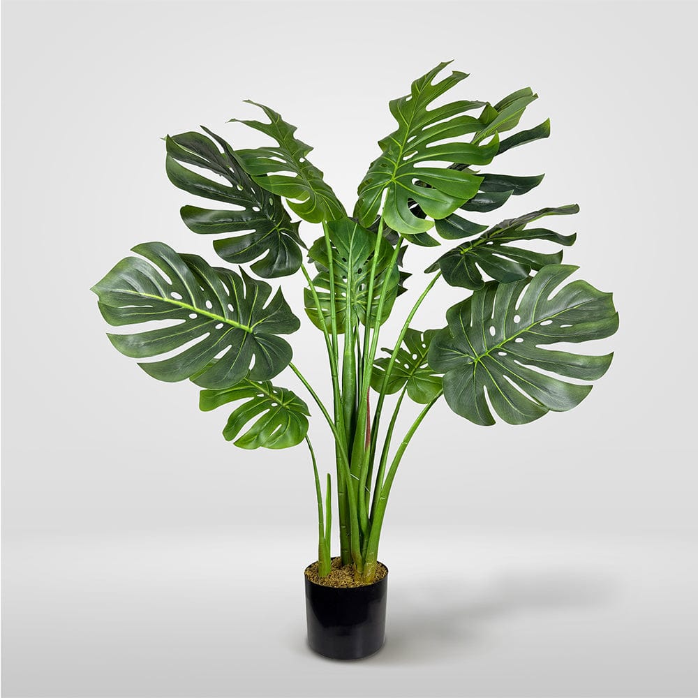 Monstera Esclusiva