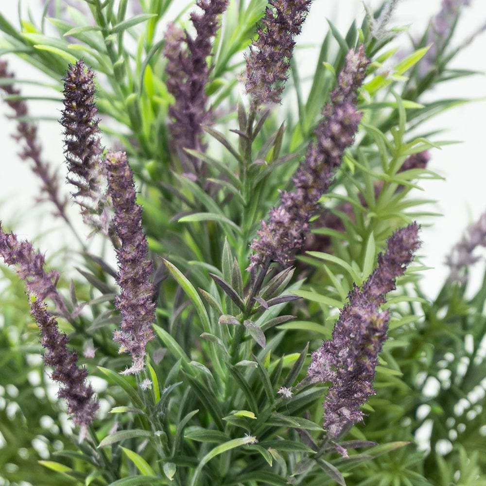 Lavendel