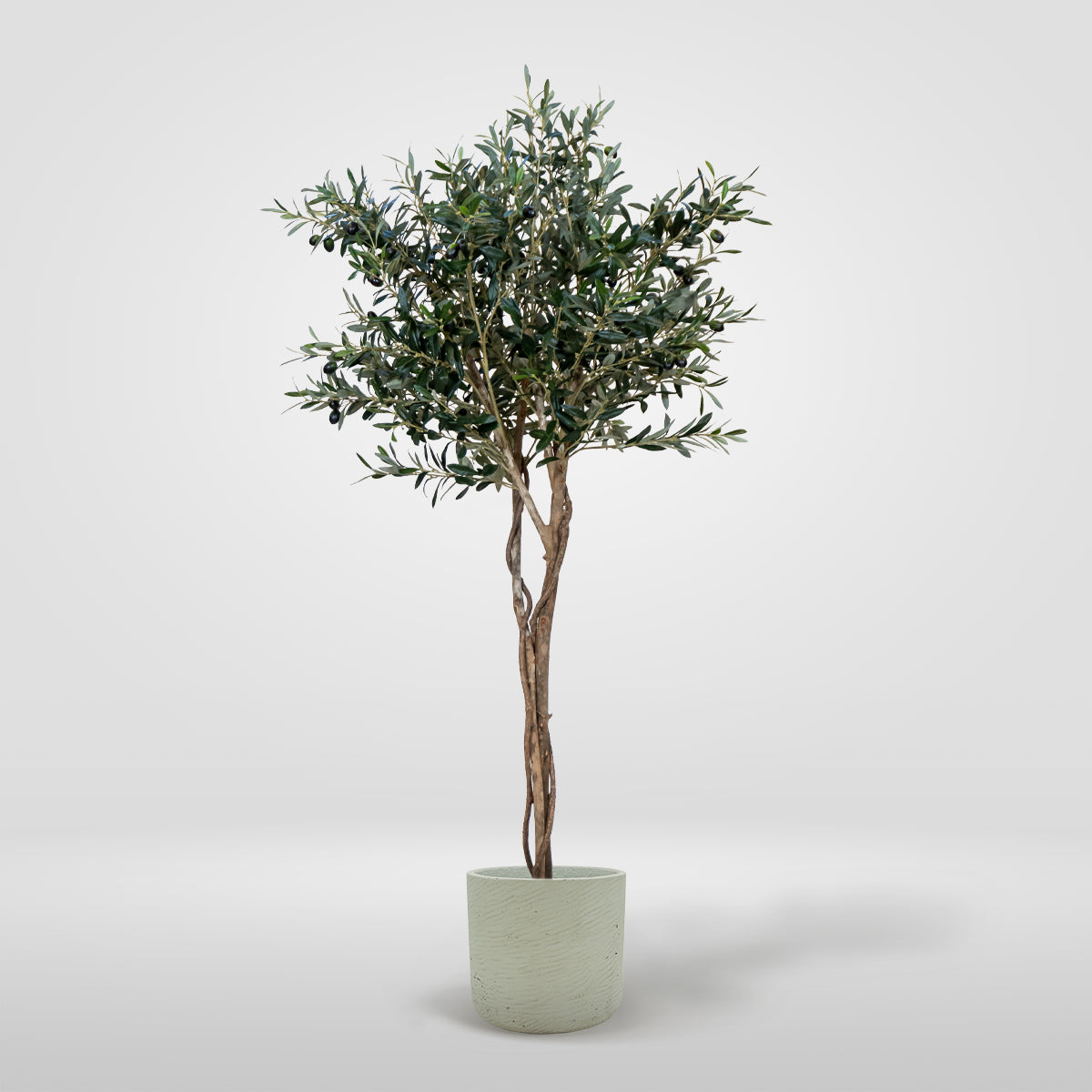 Olive Tree Exclusive