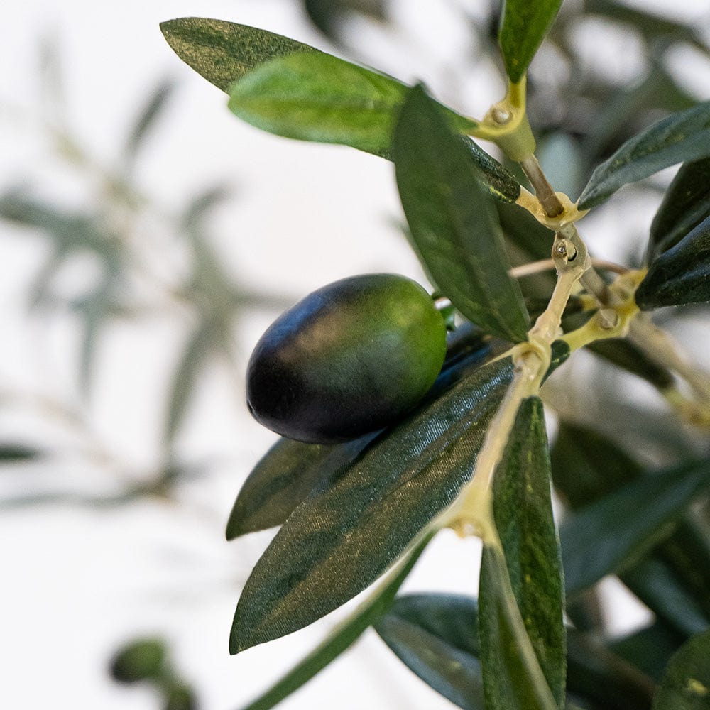 Olive Tree Fruit