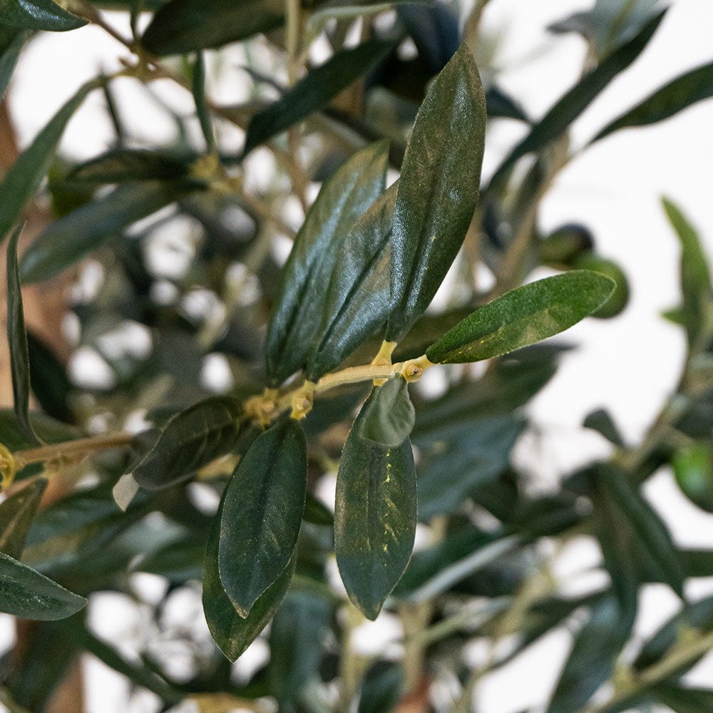 Olive Tree Fruit