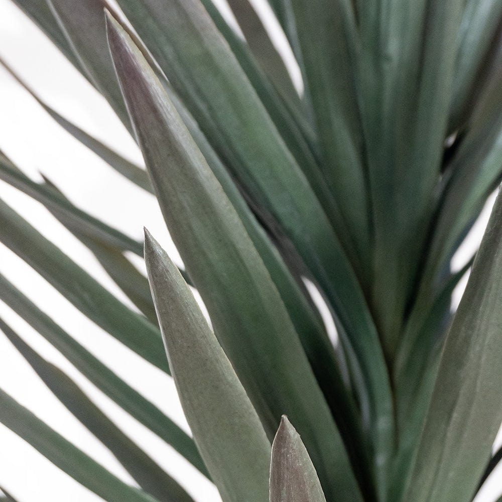 Yucca Premium