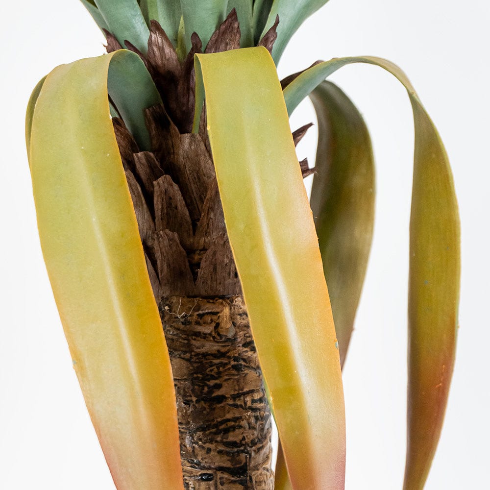 Yucca Premium