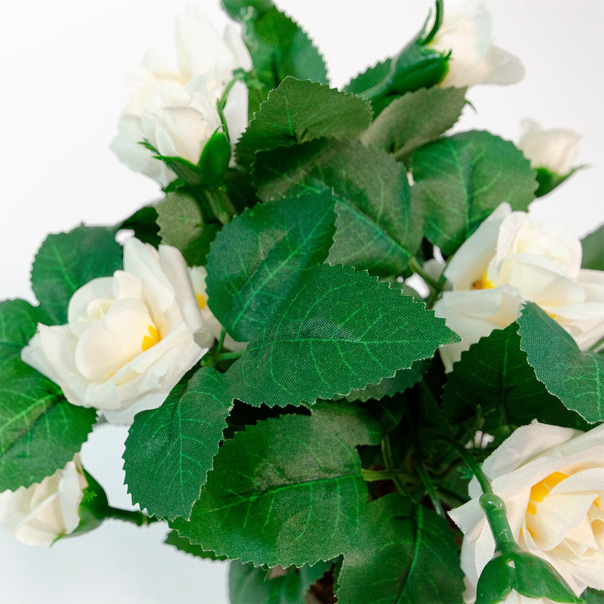 Mini White Rose Bush
