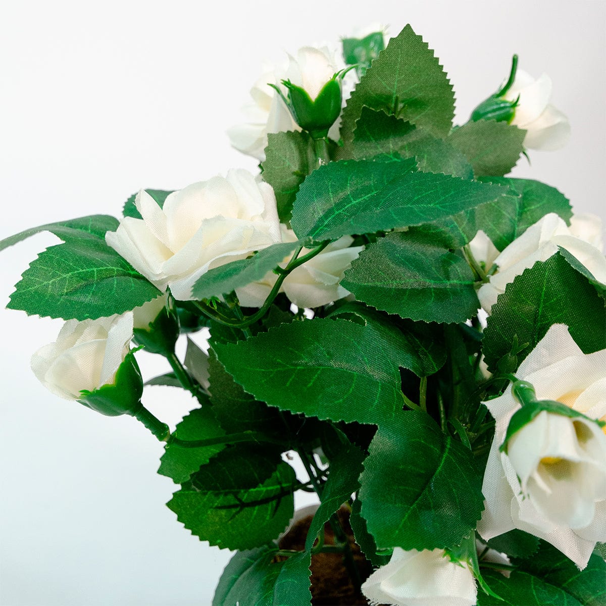 Mini-weißer Rosenstrauch
