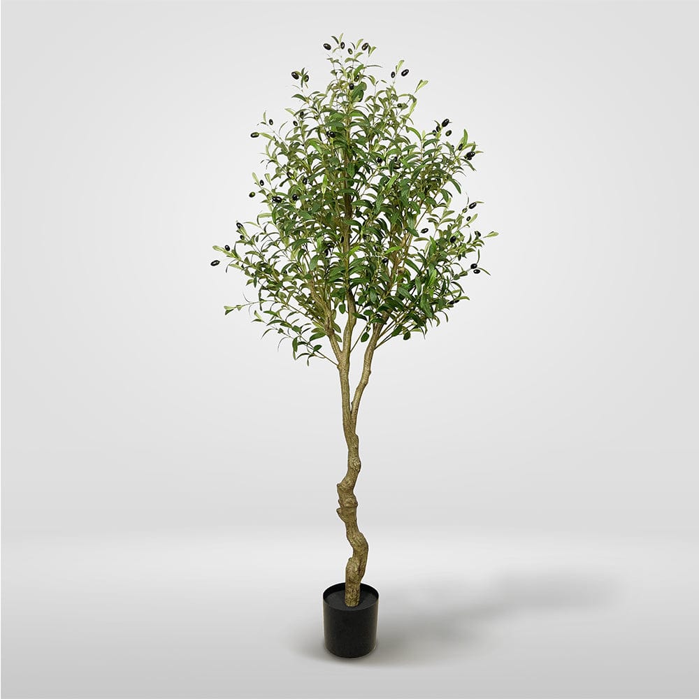 Olivo Fruto