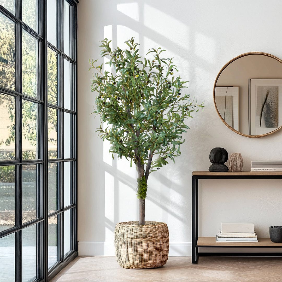 Wild Olive Tree