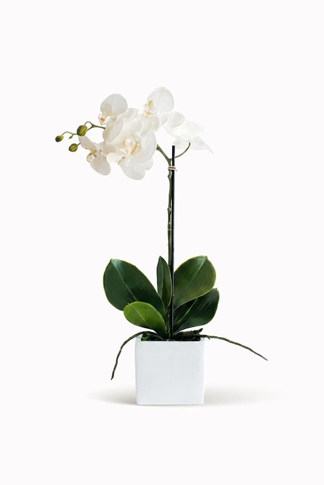 Ceramic orchid