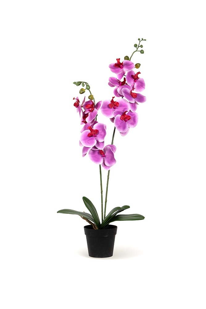 Duo Orchid Fuchsia