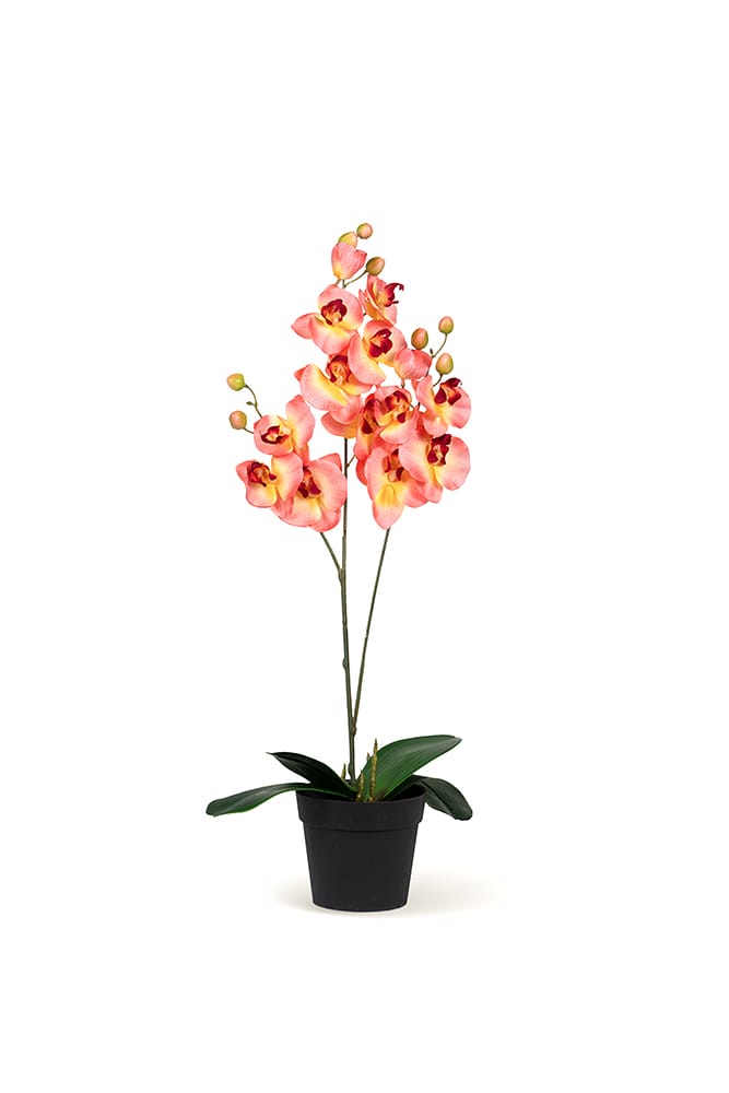 Duo Orchid Salmon